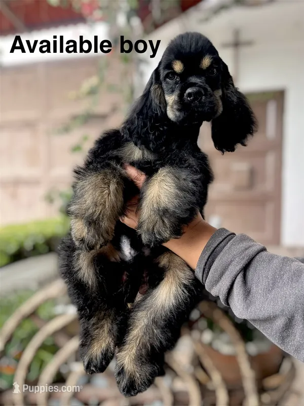 Louie – Cocker Spaniel puppy for sale in Franklin Lakes, NJ