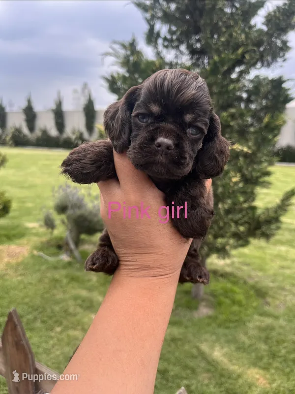 Pink girl – Cocker Spaniel puppy for sale in Franklin Lakes, NJ