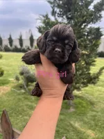 Pink girl, a female Cocker Spaniel for sale in Franklinville, NY – 2 of 4