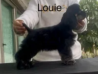 Louie, a male Cocker Spaniel for sale in Franklin Lakes, NJ – 2 of 2