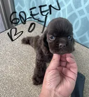 Green collar , a male Cocker Spaniel for sale in Franklinville, NY – 4 of 4