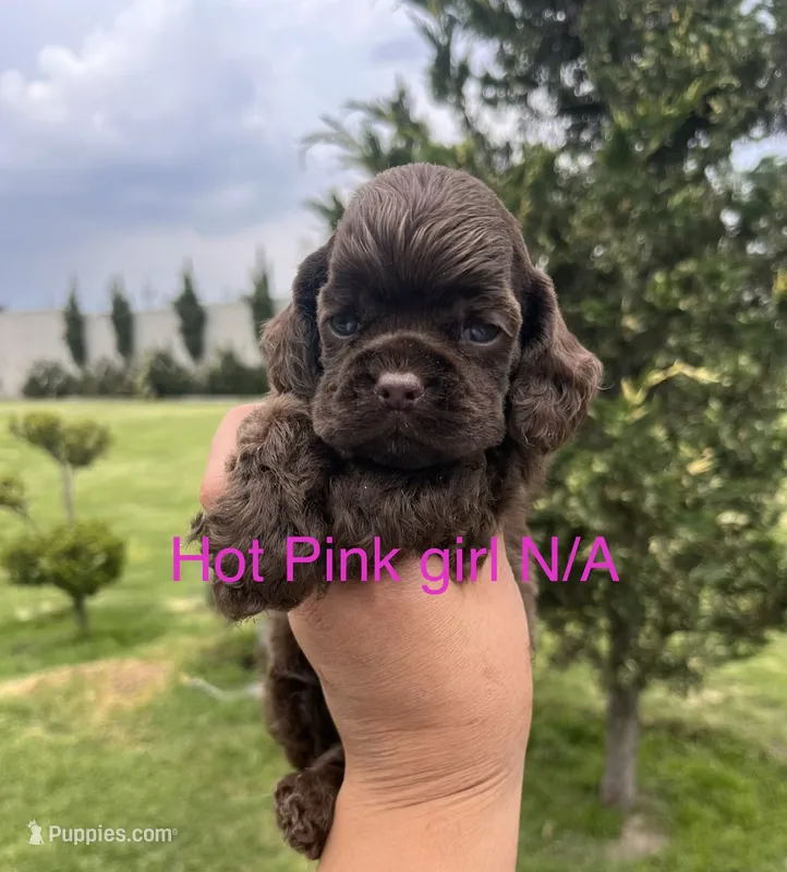 Hot pink girl  – Cocker Spaniel puppy on hold in Franklin Lakes, NJ