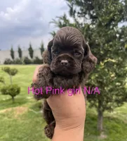 Hot pink girl , a female Cocker Spaniel for sale in Franklinville, NY – 3 of 6