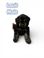 Louis , a male Cocker Spaniel for sale in Fredonia, NY – Photo 1 of 3
