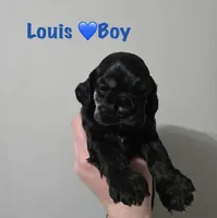 Louis , a male Cocker Spaniel for sale in Fredonia, NY – Photo 2 of 3