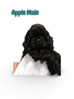 Apple, a male Cocker Spaniel for sale in Fredonia, NY – Photo 1 of 3