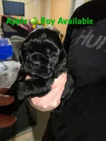Apple, a male Cocker Spaniel for sale in Fredonia, NY – Photo 2 of 3