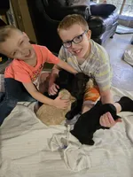 Apple, a male Cocker Spaniel for sale in Fredonia, NY – Photo 3 of 3