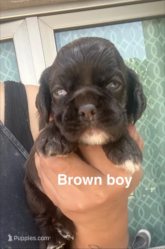Brown boy – Cocker Spaniel puppy for sale in Franklin Lakes, NJ