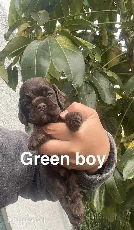 Green collar  – Cocker Spaniel puppy for sale in Franklin Lakes, NJ