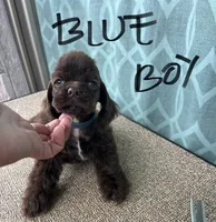 Blue collar, a male Cocker Spaniel for sale in Franklinville, NY – 1 of 5
