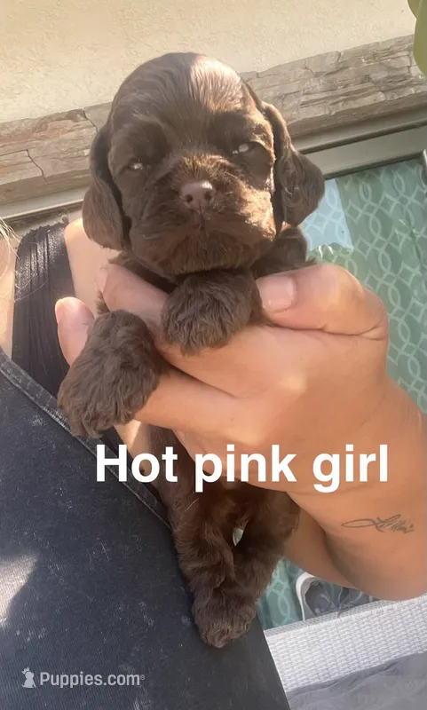 Hot pink girl  – Cocker Spaniel puppy for sale in Franklin Lakes, NJ