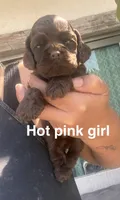 Hot pink girl , a female Cocker Spaniel for sale in Franklin Lakes, NJ – 1 of 1