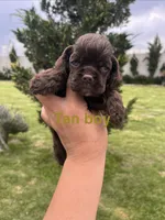 Tan collar , a male Cocker Spaniel for sale in Franklinville, NY – 2 of 4