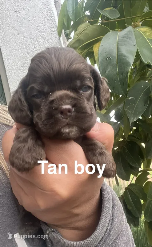 Tan collar  – Cocker Spaniel puppy for sale in Franklin Lakes, NJ