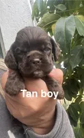 Tan collar , a male Cocker Spaniel for sale in Franklin Lakes, NJ – 1 of 1
