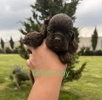 Green collar , a male Cocker Spaniel for sale in Franklinville, NY – 2 of 4