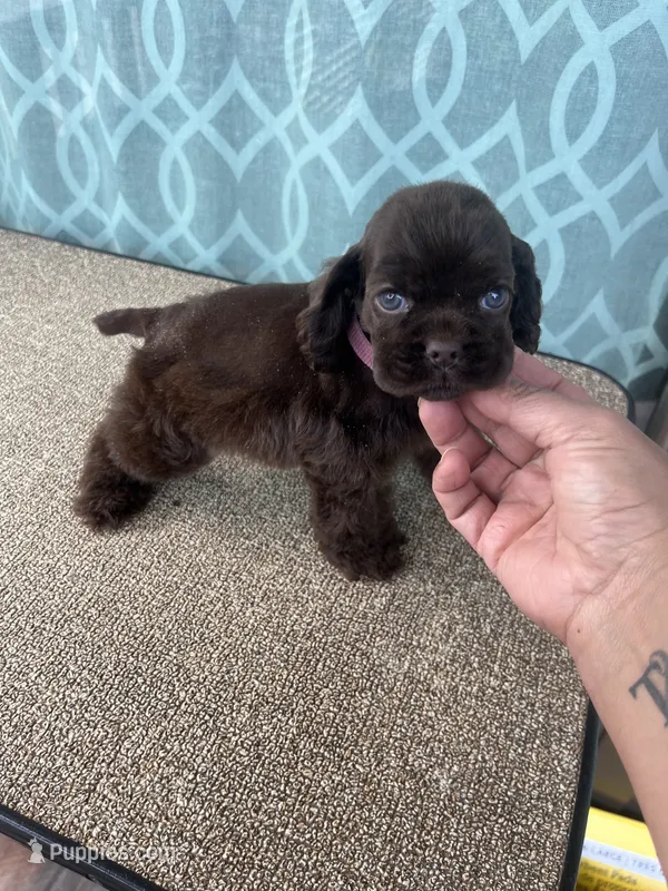 Hot pink girl  – Cocker Spaniel puppy on hold in Franklinville, NY