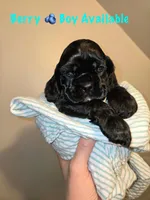 Berry, a male Cocker Spaniel for sale in Fredonia, NY – Photo 2 of 3