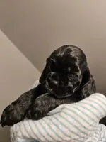 Berry, a male Cocker Spaniel for sale in Fredonia, NY – Photo 3 of 3