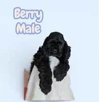 Berry, a male Cocker Spaniel for sale in Fredonia, NY – Photo 1 of 3