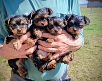 Callie, a female Yorkshire Terrier for sale in Martinsville, VA – Photo 3 of 4
