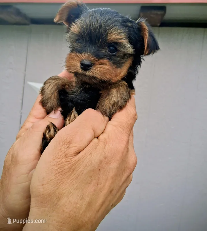 Callie – Yorkshire Terrier puppy for sale in Martinsville, VA