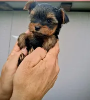 Callie, a female Yorkshire Terrier for sale in Martinsville, VA – Photo 1 of 4