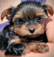 Callie, a female Yorkshire Terrier for sale in Martinsville, VA – Photo 4 of 4