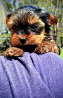 Callie, a female Yorkshire Terrier for sale in Martinsville, VA – Photo 2 of 4