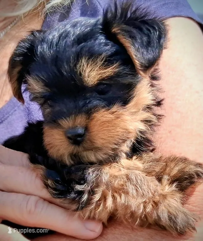 Bella  – Yorkshire Terrier puppy for sale in Martinsville, VA