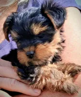 Bella , a female Yorkshire Terrier for sale in Martinsville, VA – Photo 2 of 4