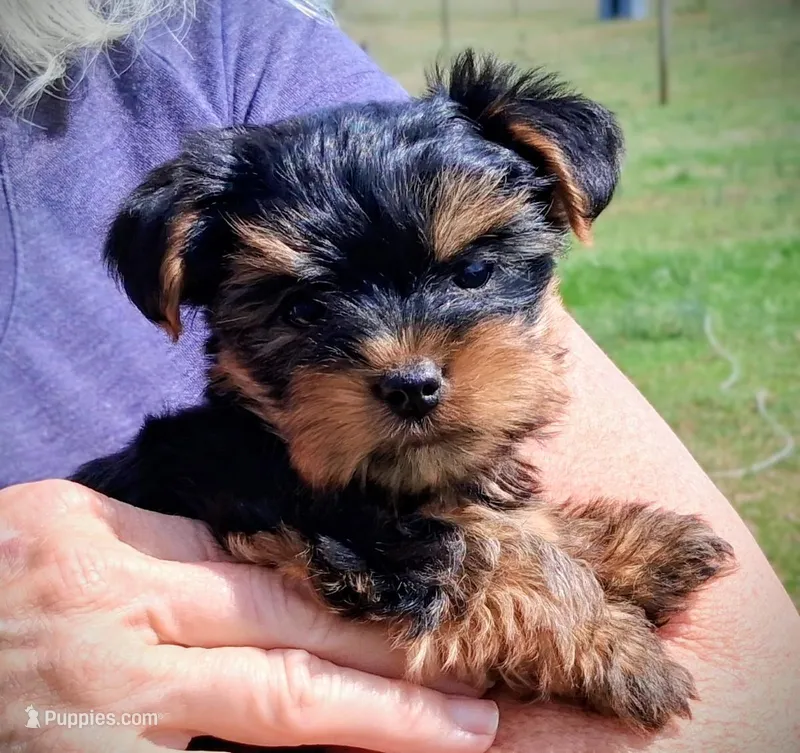 Bella  – Yorkshire Terrier puppy for sale in Martinsville, VA