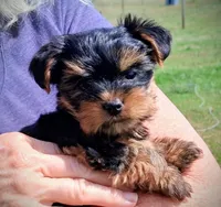 Bella , a female Yorkshire Terrier for sale in Martinsville, VA – Photo 1 of 4