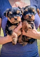 Bella , a female Yorkshire Terrier for sale in Martinsville, VA – Photo 3 of 4