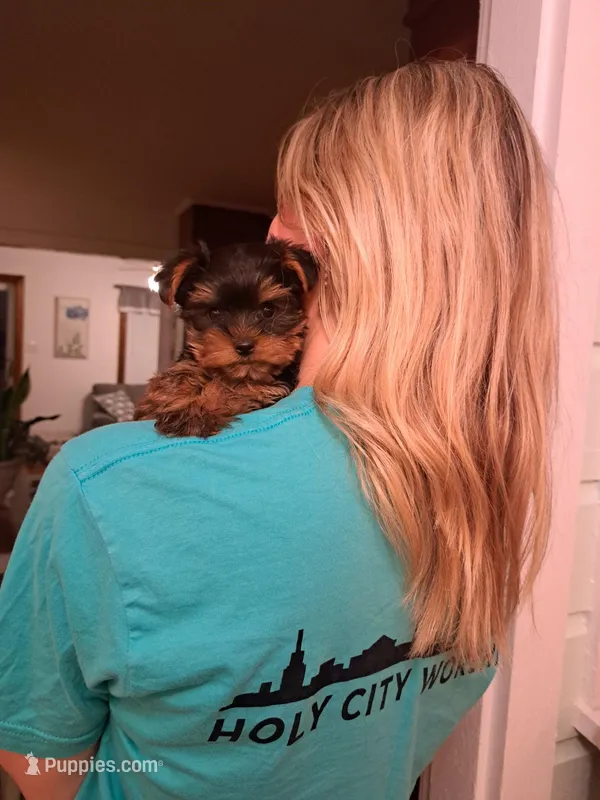 Bella  – Yorkshire Terrier puppy for sale in Martinsville, VA