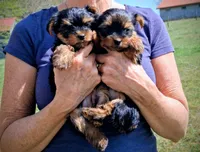 Sophia, a female Yorkshire Terrier for sale in Martinsville, VA – Photo 4 of 5