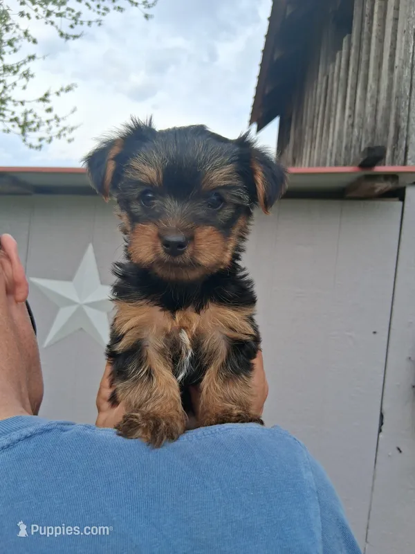 Sophia – Yorkshire Terrier puppy for sale in Martinsville, VA
