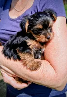 Sophia, a female Yorkshire Terrier for sale in Martinsville, VA – Photo 2 of 5