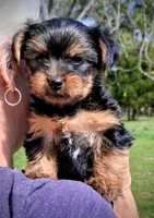 Sophia, a female Yorkshire Terrier for sale in Martinsville, VA – Photo 5 of 5