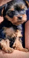 Mattie, a female Yorkshire Terrier for sale in Martinsville, VA – Photo 5 of 6