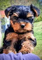 Mattie, a female Yorkshire Terrier for sale in Martinsville, VA – Photo 6 of 6