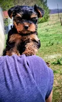 Mattie, a female Yorkshire Terrier for sale in Martinsville, VA – Photo 2 of 6