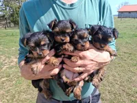 Mattie, a female Yorkshire Terrier for sale in Martinsville, VA – Photo 4 of 6