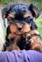 Mattie, a female Yorkshire Terrier for sale in Martinsville, VA – Photo 3 of 6