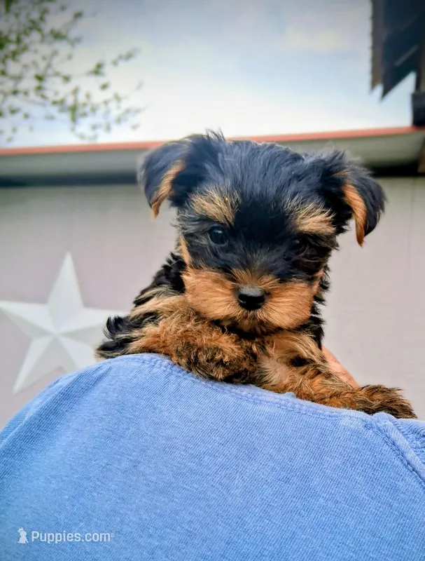 Mattie – Yorkshire Terrier puppy for sale in Martinsville, VA