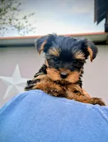 Mattie, a female Yorkshire Terrier for sale in Martinsville, VA – Photo 1 of 6