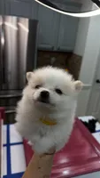 Pomeranian girls, a female Pomeranian for sale in Lawrenceville, GA – 3 of 4