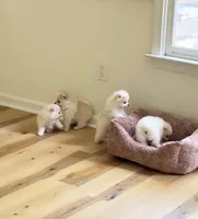 Pomeranian 2 girls, a female Pomeranian for sale in Lawrenceville, GA – Photo 3 of 5