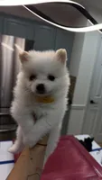 Pomeranian girls, a female Pomeranian for sale in Lawrenceville, GA – 2 of 4